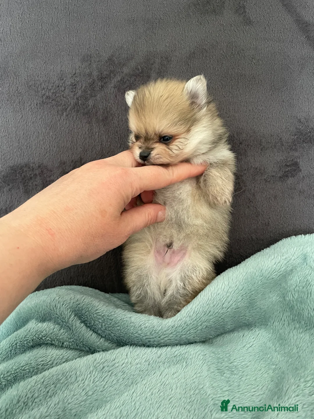 Volpino Pomerania cani in vendita: Spitz di Pomerania - Annuncio 6