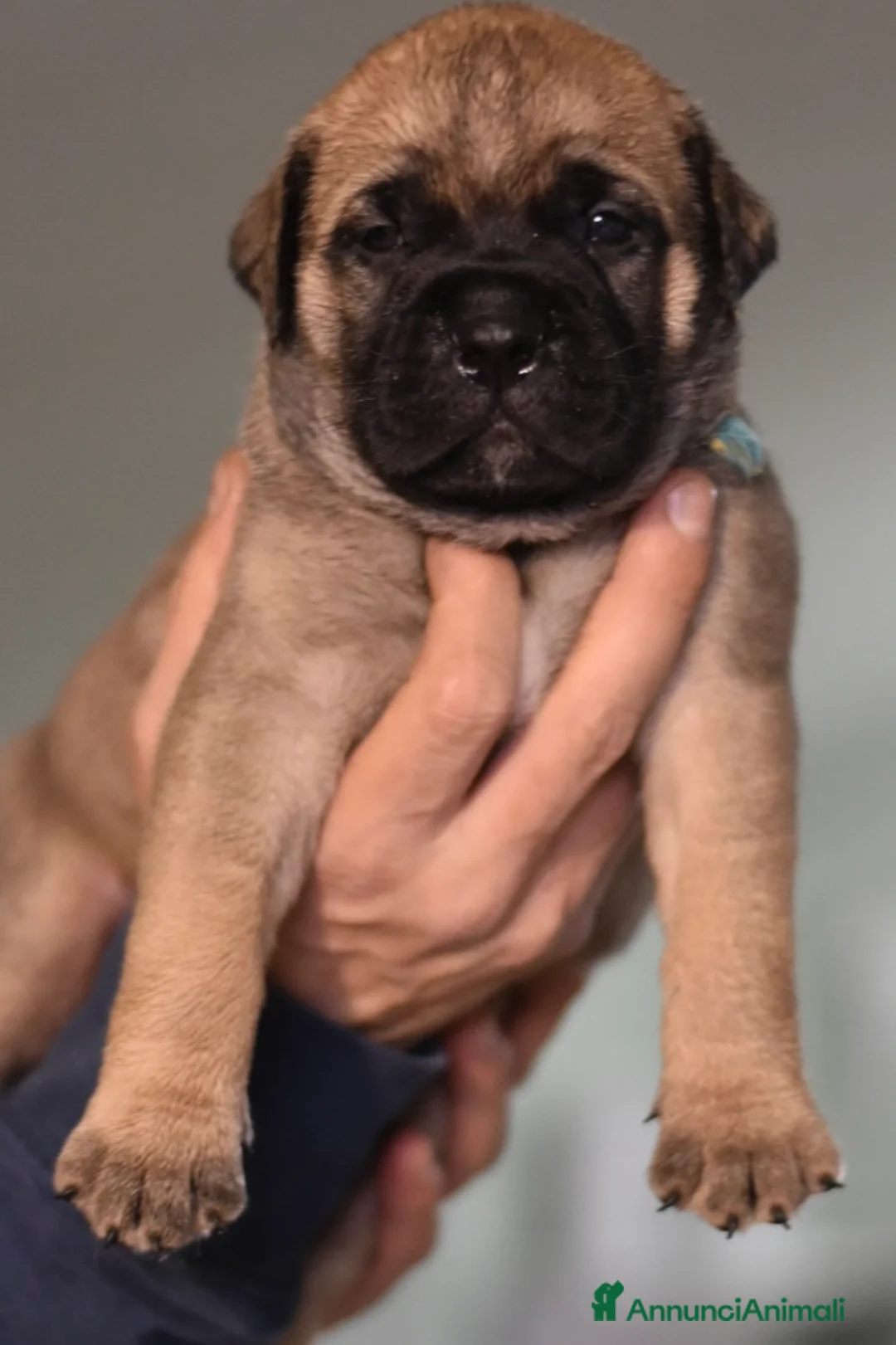 Bullmastiff cani per accoppiamento: Stallone disponibile - Annuncio 17