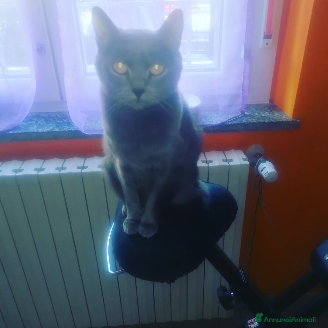 Immagine della galleria {{count}}