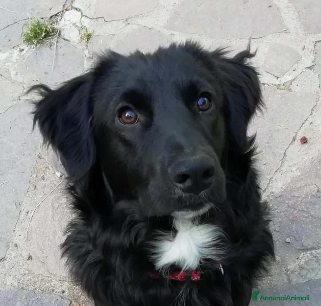 Meticcio cani in regalo: Tato allegro e gioioso cerca famiglia - Annuncio 2