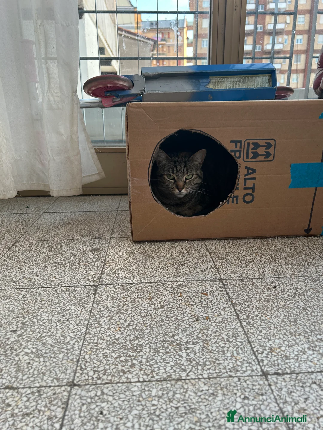 Altre razze gatti in regalo: Arturo e Milu cercano casa  a Provincia di Ancona - Annuncio 2