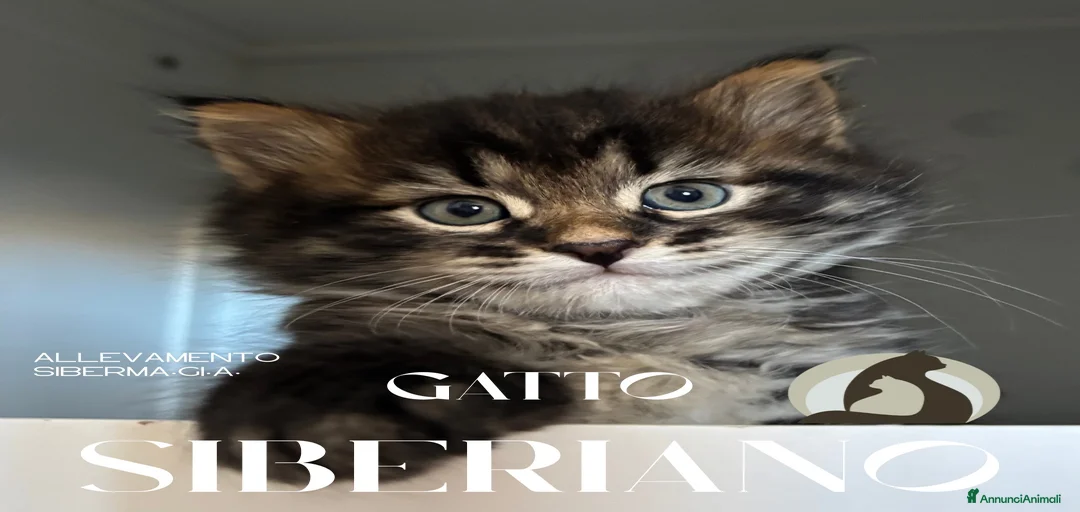 Immagine della galleria {{count}}