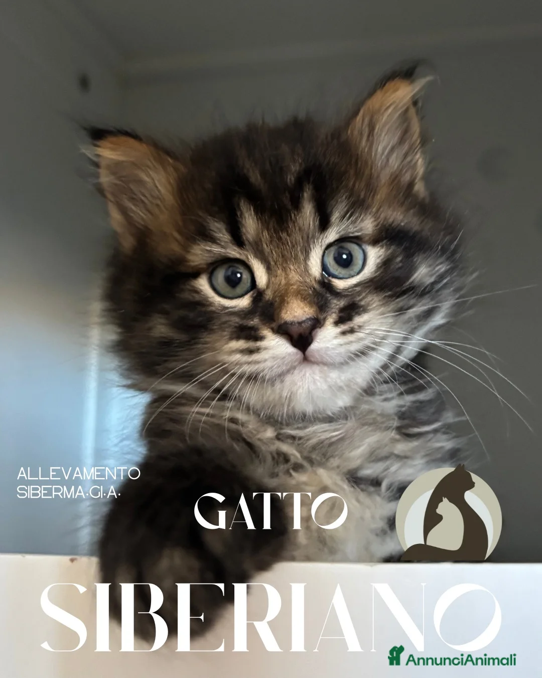 Immagine della galleria {{count}}