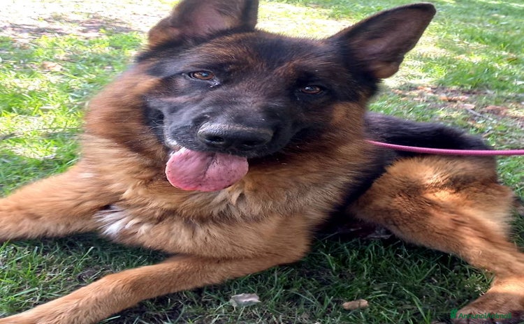 Pastore Tedesco cani a Città Metropolitana di Bologna - Annuncio 5