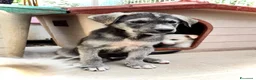 Meticcio cani in regalo: Holly. 3 mesi socievole taglia media - Annuncio 2