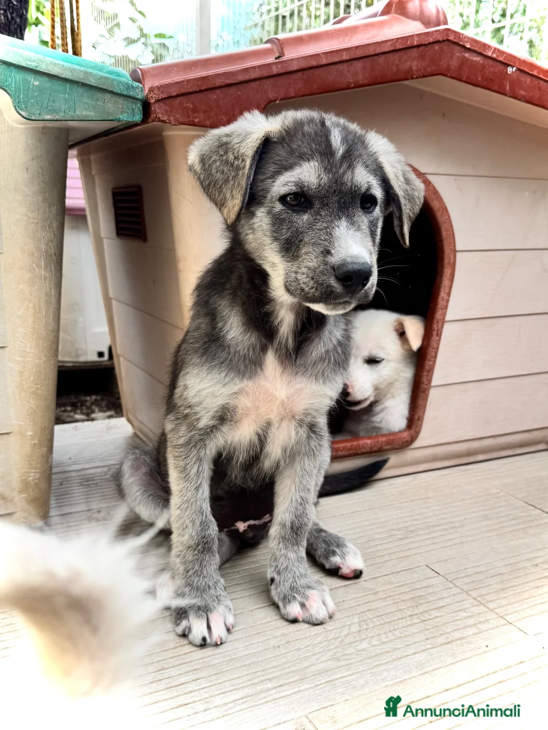 Meticcio cani in regalo: Holly. 3 mesi socievole taglia media - Annuncio 2