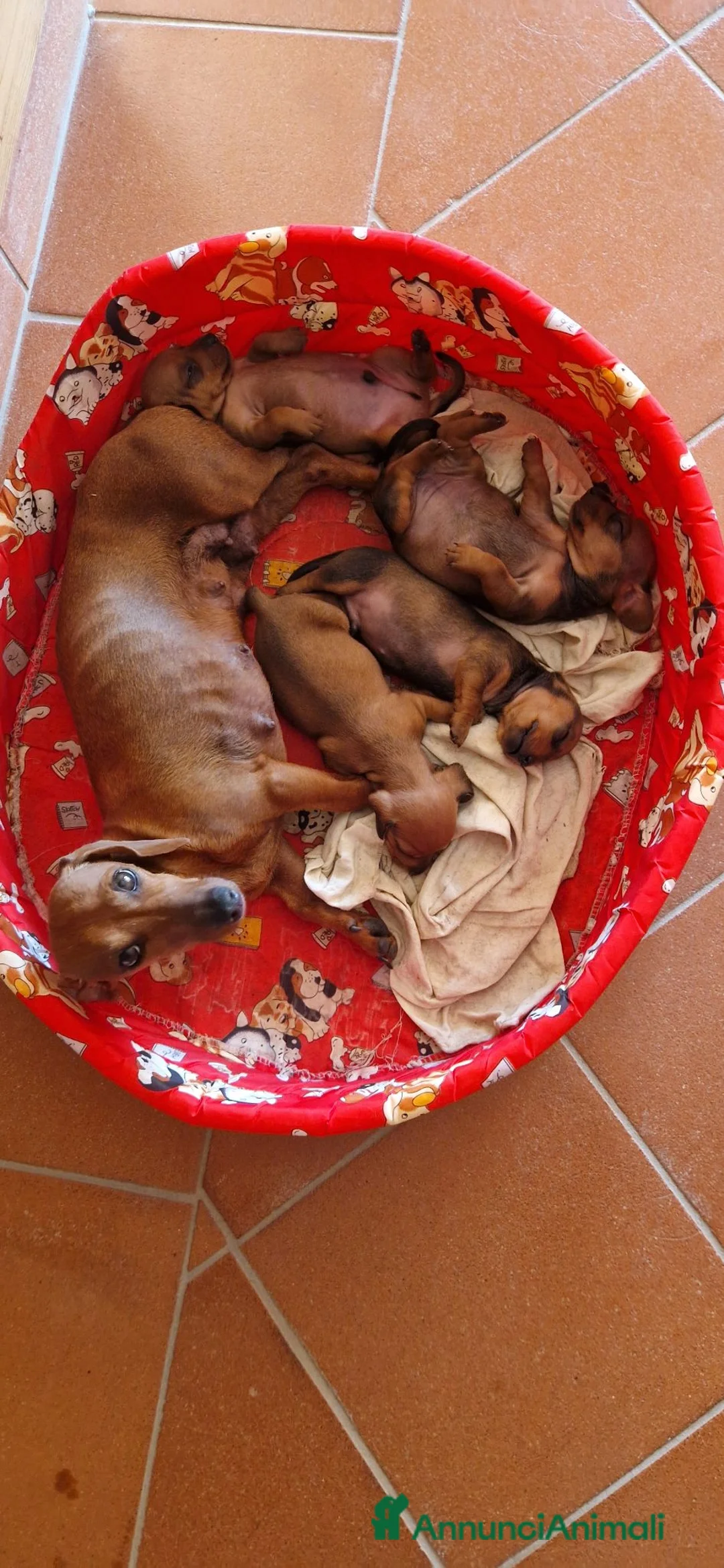 Bassotto cani in vendita: Bassotto pelo raso marrone a Provincia di Latina - Annuncio 1