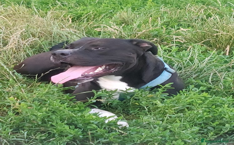 American Staffordshire cani a Città metropolitana di Milano - Annuncio 17