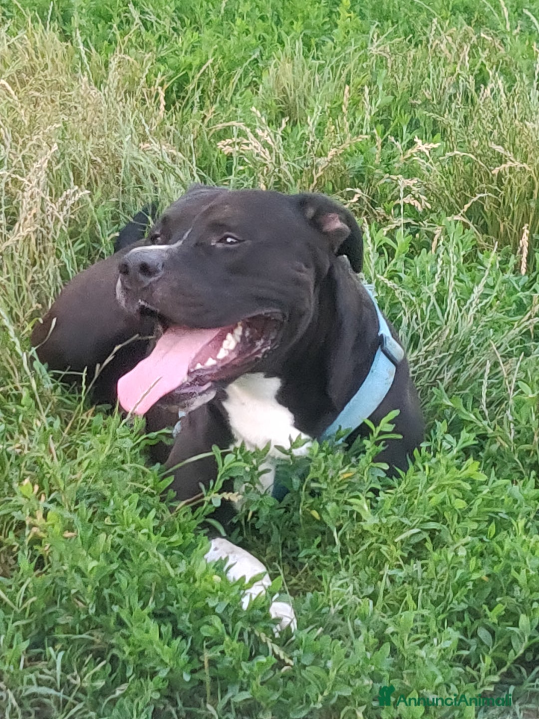 American Staffordshire cani per accoppiamento: Offro gratis meraviglioso Amstaff x accoppiamento a Città metropolitana di Milano - Immagine 1