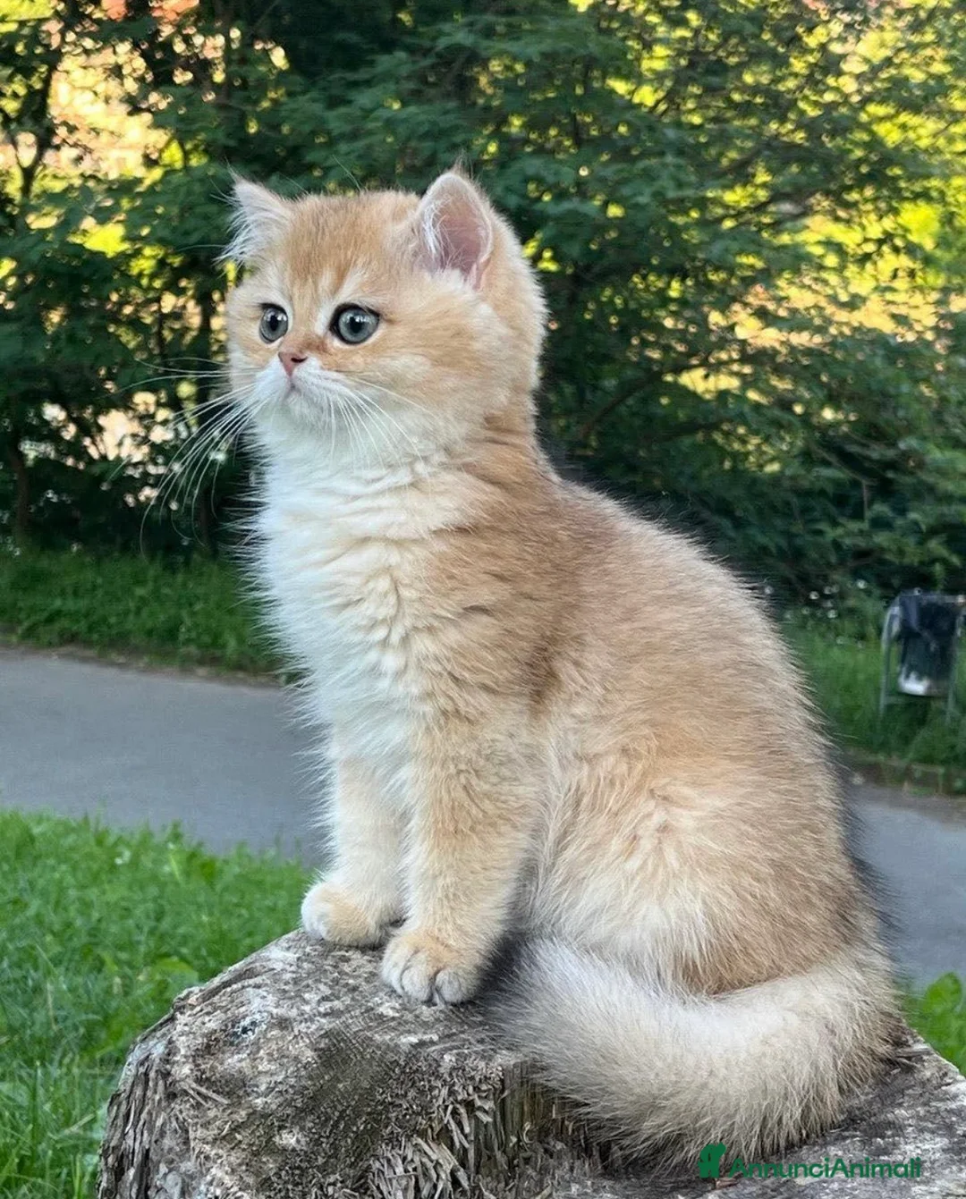 Immagine della galleria {{count}}