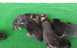 Pastore Tedesco cani in vendita: cuccioli di pastore tedesco a Provincia di Chieti - Immagine 2