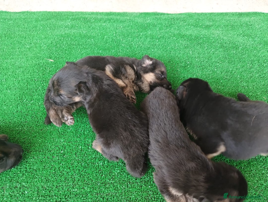 Pastore Tedesco cani in vendita: cuccioli di pastore tedesco a Provincia di Chieti - Immagine 2
