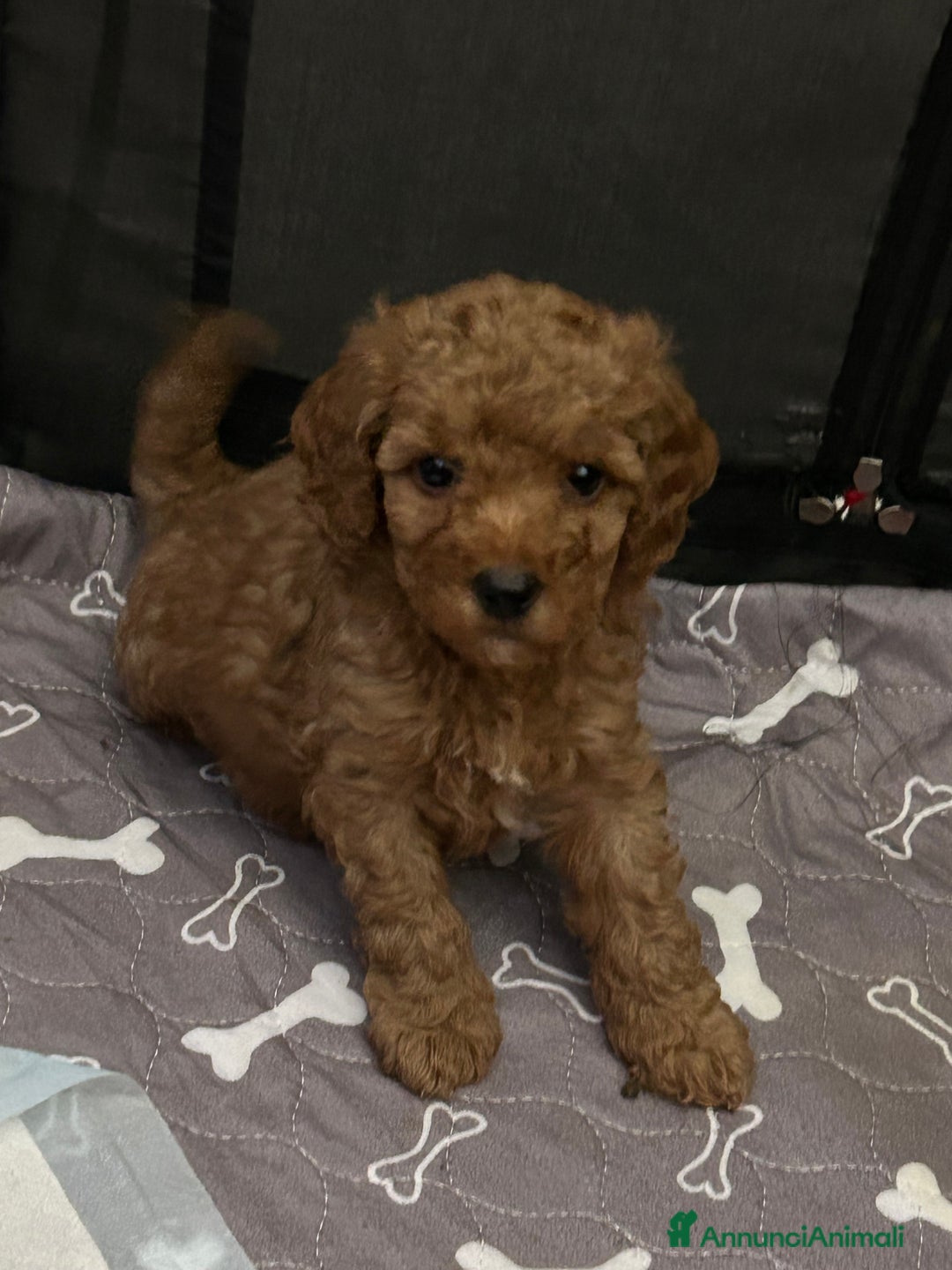 Barboncino cani in vendita: Cuccioli barboncini  - Annuncio 1