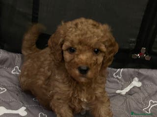 Barboncino cani Cuccioli barboncini - Annuncio 5