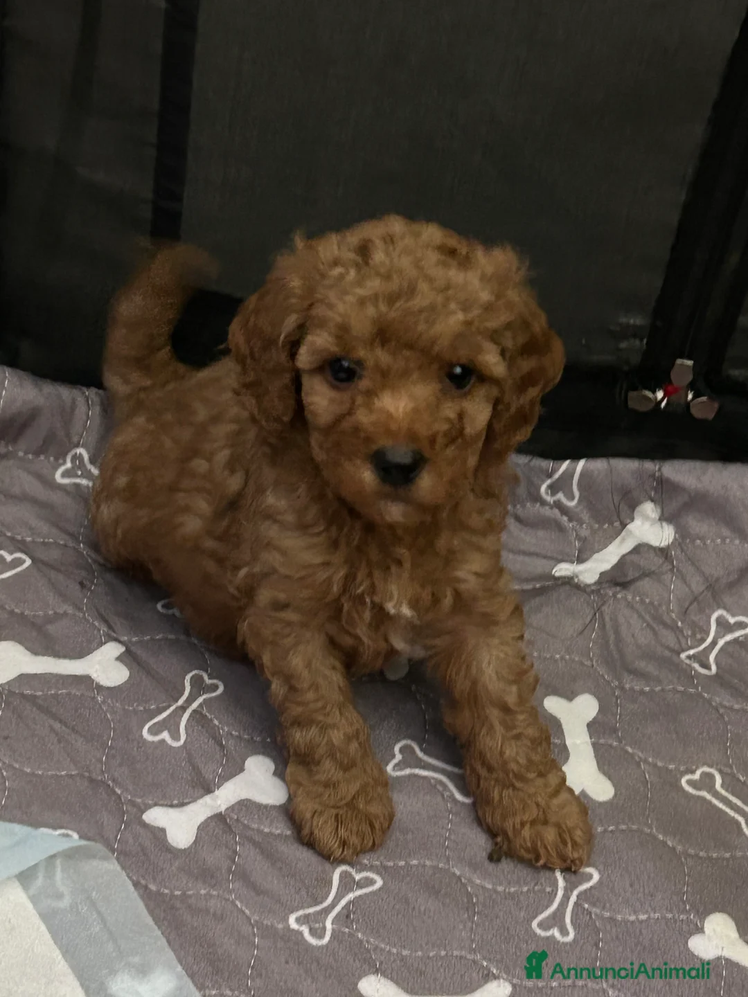 Barboncino cani in vendita: Cuccioli barboncini  - Annuncio 1