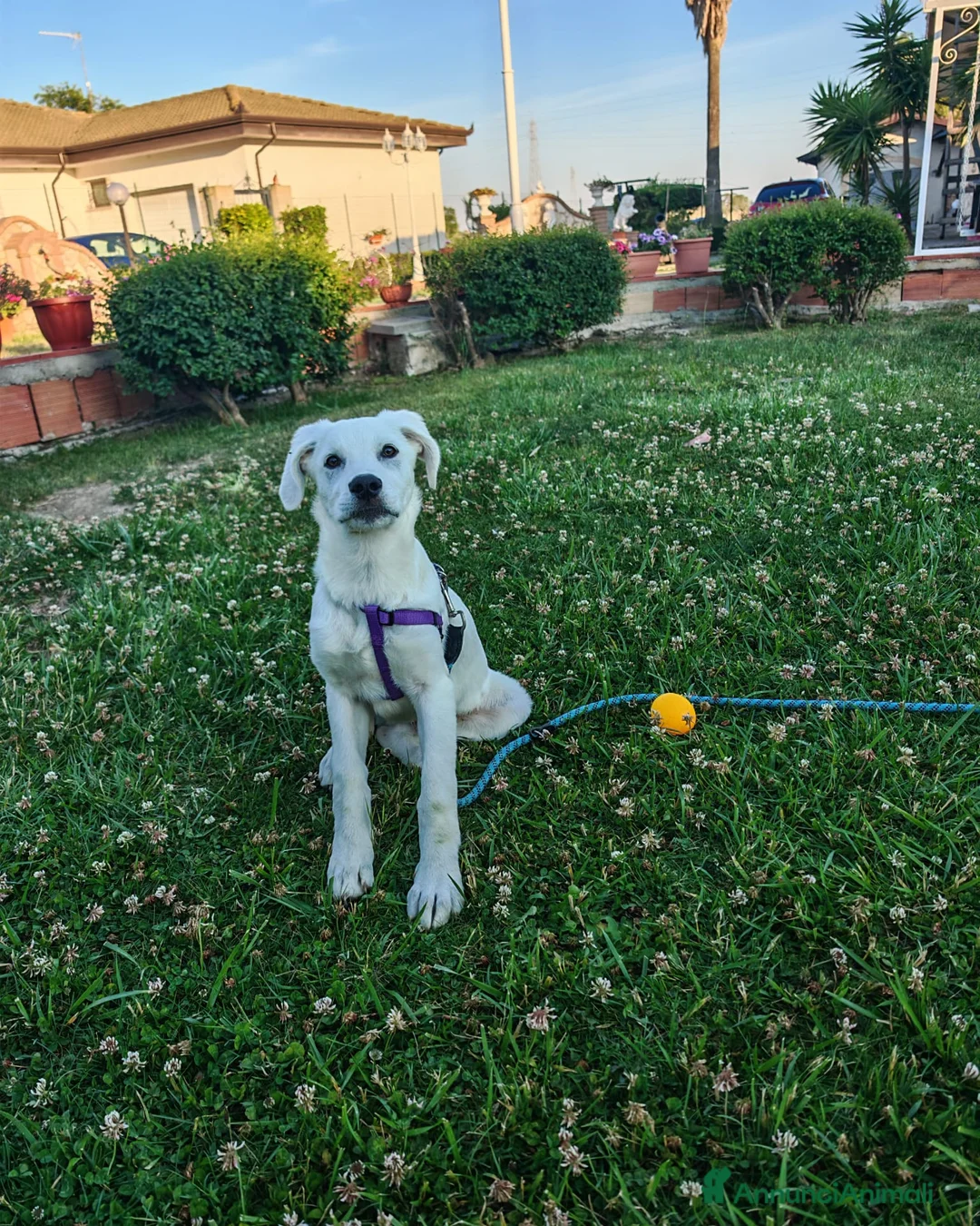 Meticcio cani in regalo: YOSHI 💙 un cucciolo tenero e tranquillo a Città Metropolitana di Bologna - Annuncio 2