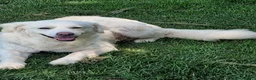 Meticcio cani in regalo: Fatima dolcissima e bravissima con tutti a Città Metropolitana di Firenze - Annuncio 12