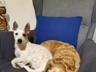 Meticcio cani Birillo e Sasha taglie piccole 6 e 8 anni - Annuncio 42