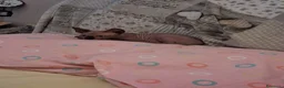 Sphynx gatti in vendita: VENDO GATTO SPHYNIX  - Annuncio 3