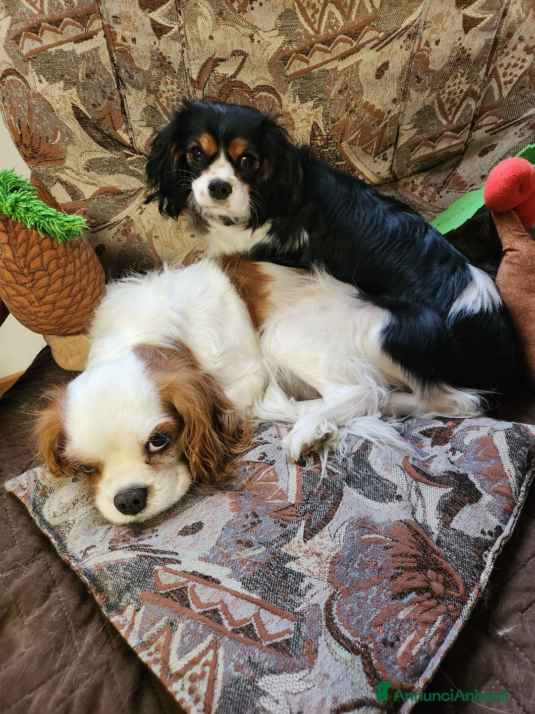 Cavalier King cani in vendita: Cuccioli di Cavalier King con pedigree - Annuncio 2