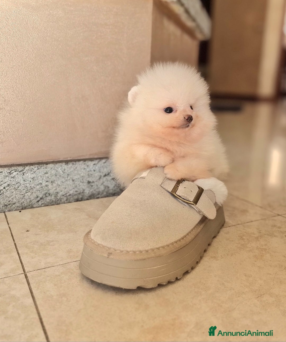 Spitz cani in vendita: Spitz tedesco NANO ( POMERANIA  ) a Provincia di Monza e della Brianza - Annuncio 6