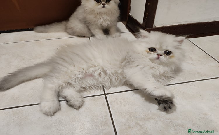 Persiano gatti a Provincia di Trieste - Annuncio 4