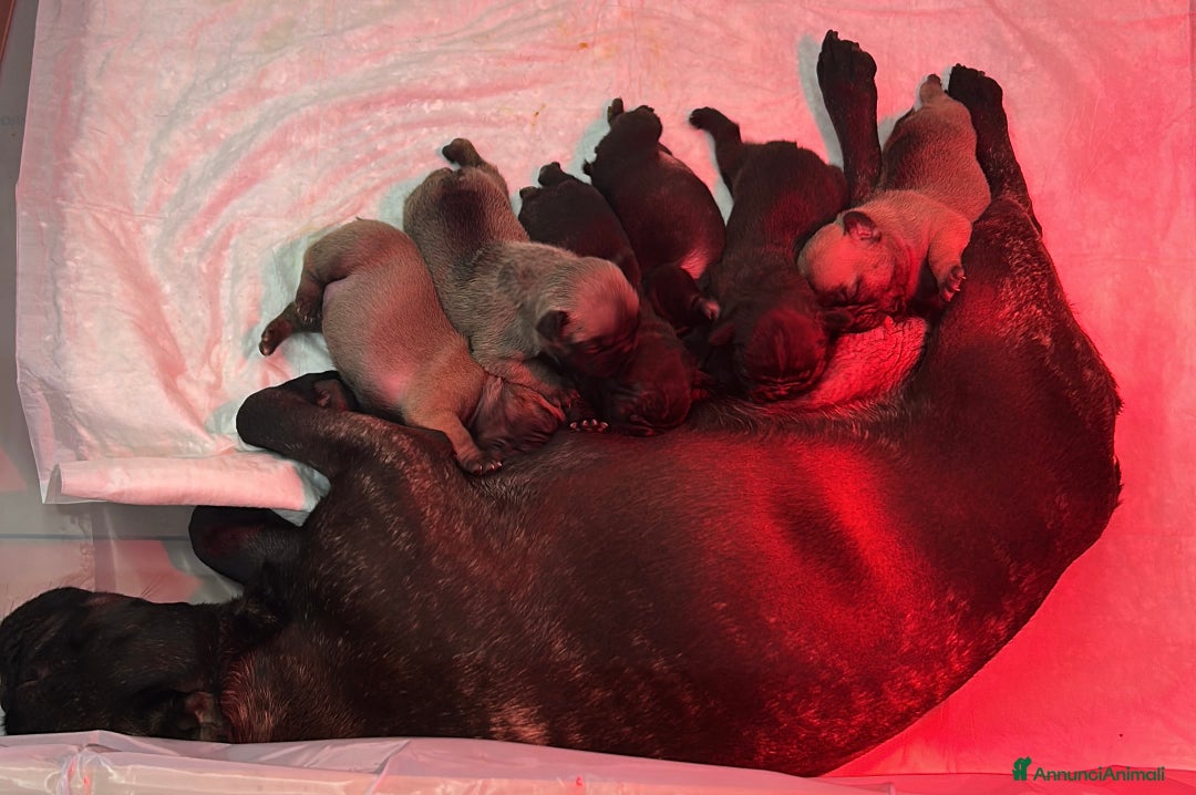 Bulldog Francese cani in vendita: Cuccioli di bulldog francese ❤️ - Annuncio 9