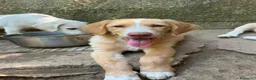 Meticcio cani in regalo: Dolce Milo cerca casa ❤️ a Città metropolitana di Milano - Annuncio 3