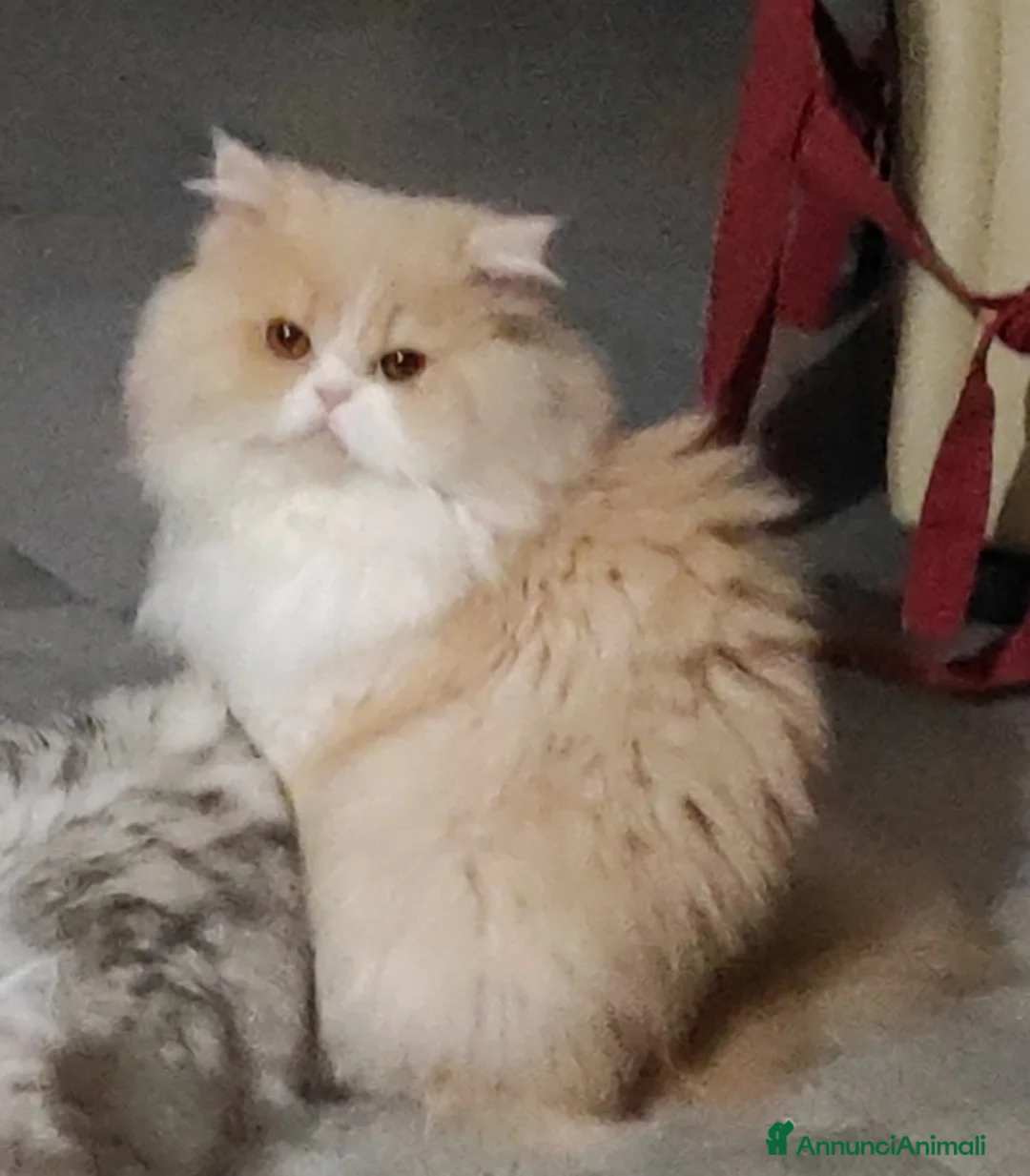 Persiano gatti in vendita: Cucciola di persiano tricolore  - Annuncio 8