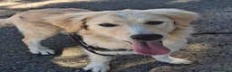 Meticcio cani in regalo: AURA 🩷 più forte di quanto immagini - Annuncio 3