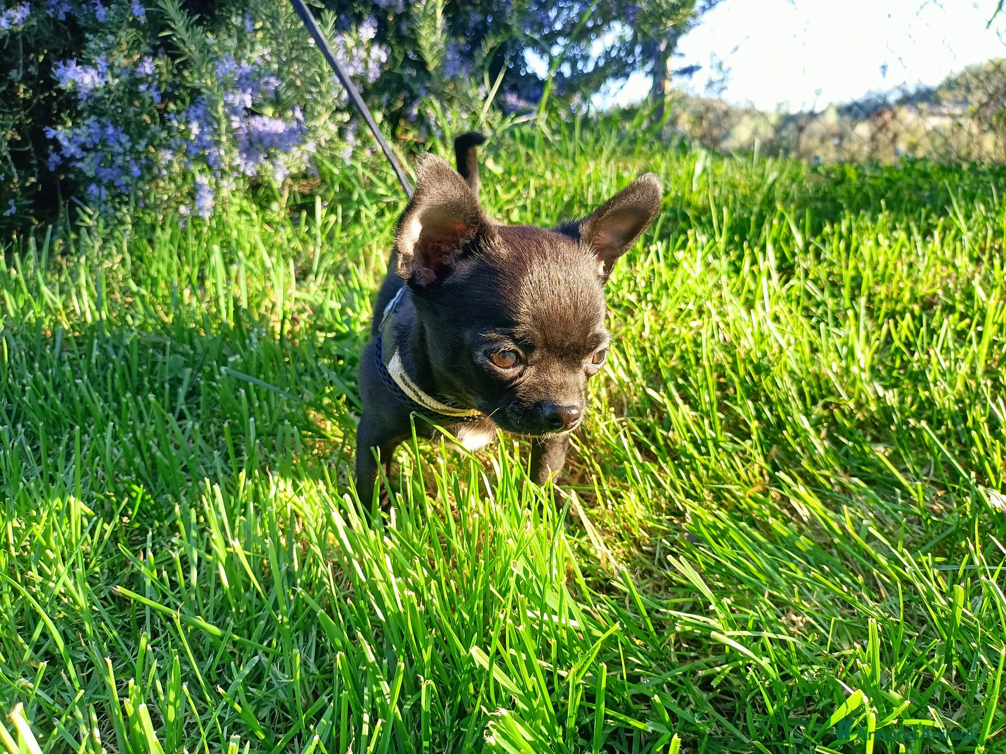 Chihuahua cani Cucciolo chihuahua maschio  - Annuncio 27