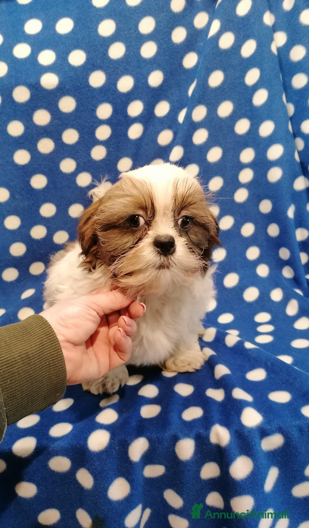 Shih Tzu cani in vendita: Shih Tzu cuccioli piccoli - Annuncio 3