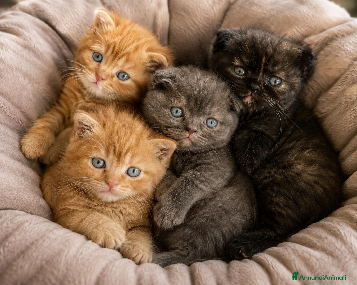 Scottish gatti Cuccioli scottish fold e straight  - Annuncio 30