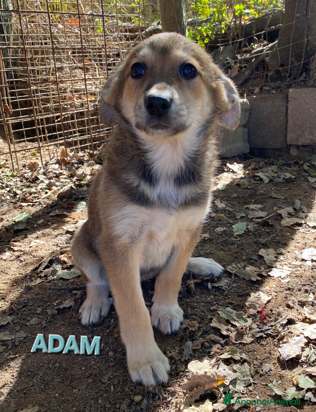 Meticcio cani in regalo: DOLCISSIMI FRATELLINI  - Annuncio 3