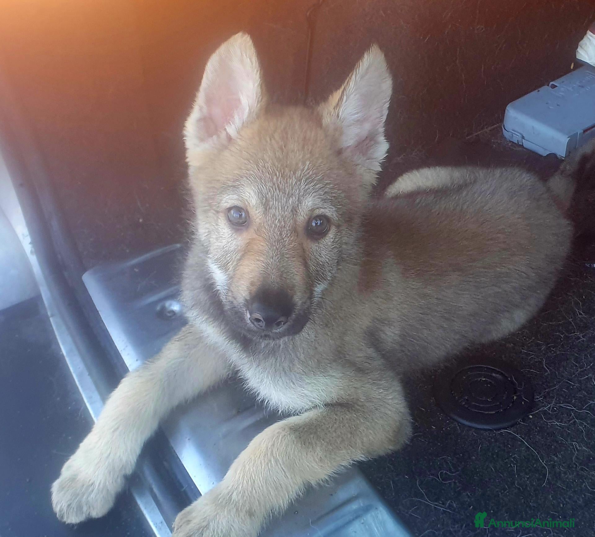 Meticcio cani Lupo Cecoslovacco x lupo di Saarloos  - Annuncio 18