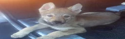 Meticcio cani in vendita: Lupo Cecoslovacco x lupo di Saarloos  - Annuncio 1
