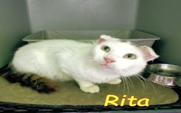 Europeo gatti in regalo: DOLCE RITA💘 a Provincia di Alessandria - Immagine 1