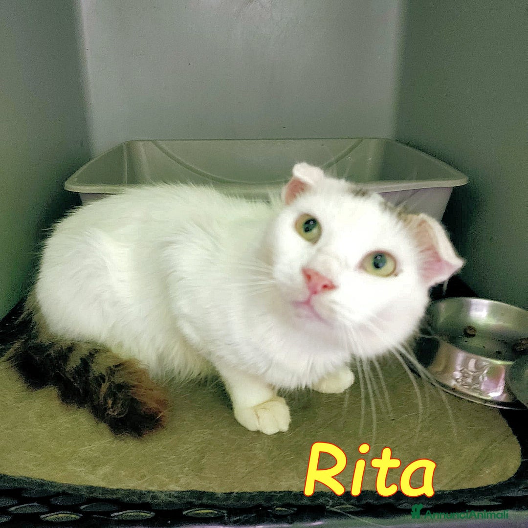 Europeo gatti in regalo: DOLCE RITA💘 a Provincia di Alessandria - Immagine 1