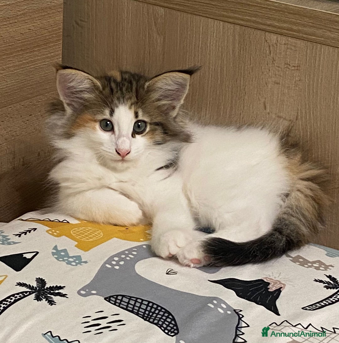 Norvegese gatti in vendita: CUCCIOLI GATTO NORVEGESE DELLE FORESTE - Annuncio 5