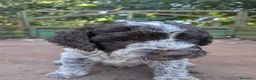 Lagotto cani in vendita: Cuccioli di lagotto  a Provincia di Viterbo - Annuncio 2