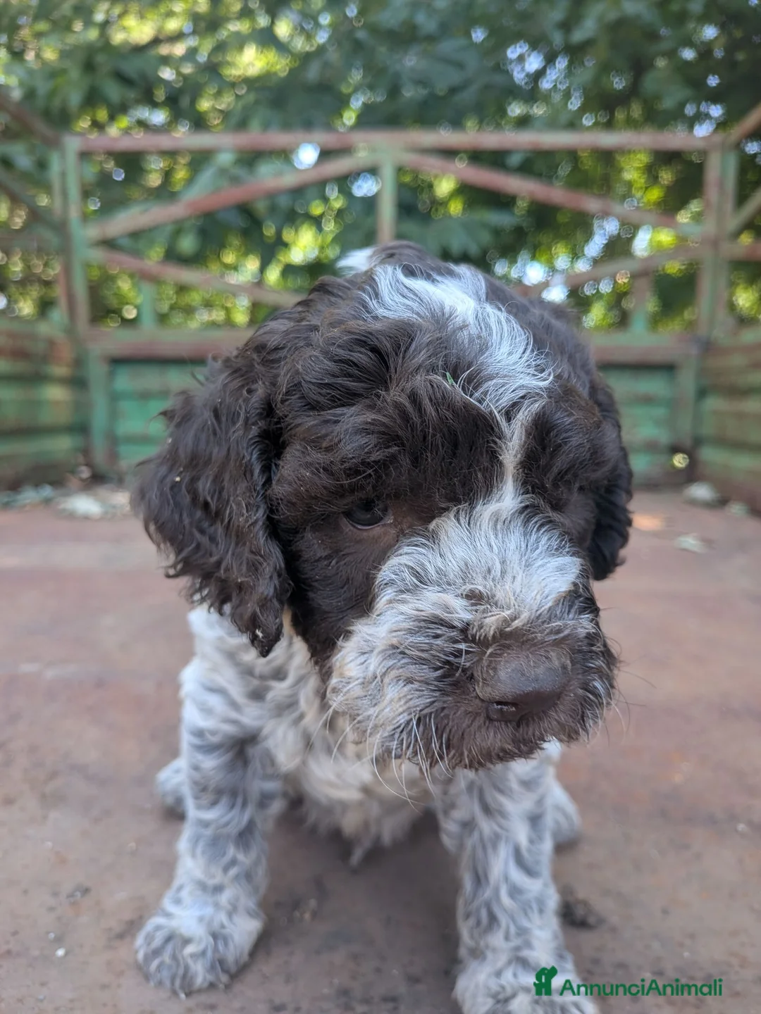 Lagotto cani in vendita: Cuccioli di lagotto  a Provincia di Viterbo - Annuncio 2
