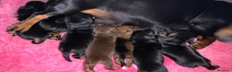 Bassotto cani in vendita: Cuccioli Bassotto Kaninchen e nano - Annuncio 40