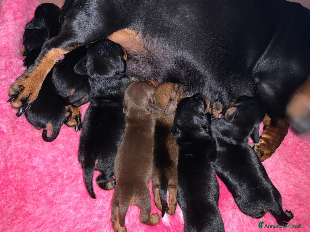 Bassotto cani in vendita: Cuccioli Bassotto Kaninchen e nano - Annuncio 40