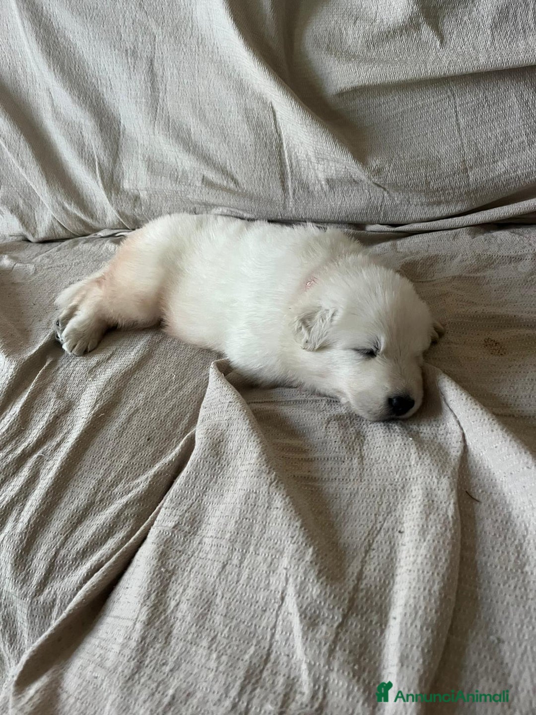 Pastore Svizzero cani in vendita: Disponibili cuccioli di pastore svizzero  - Annuncio 8