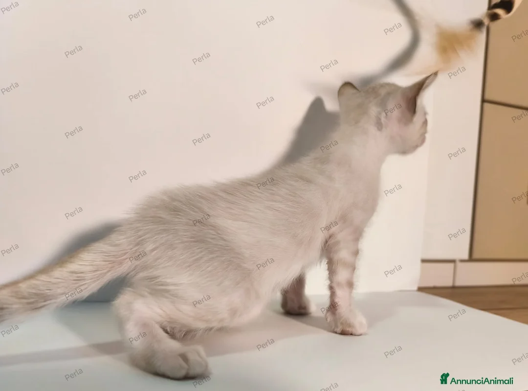Bengala gatti in vendita: Gattini Bengala con Pedigree  - Annuncio 13