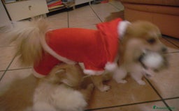 Volpino Pomerania cani in vendita: Volpina spitz di pomerania a Provincia di Cuneo - Immagine 4