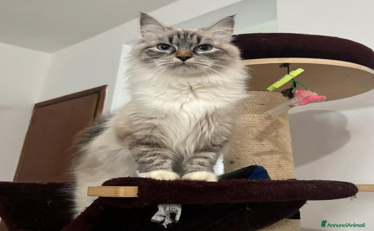 Siberiano gatti - Annuncio 10