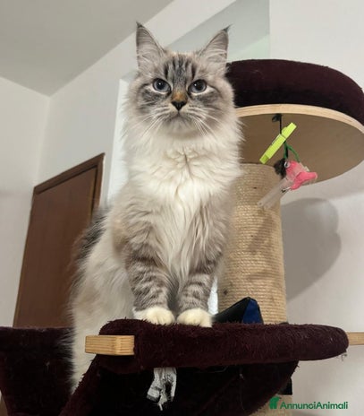 Siberiano gatti - Annuncio 10