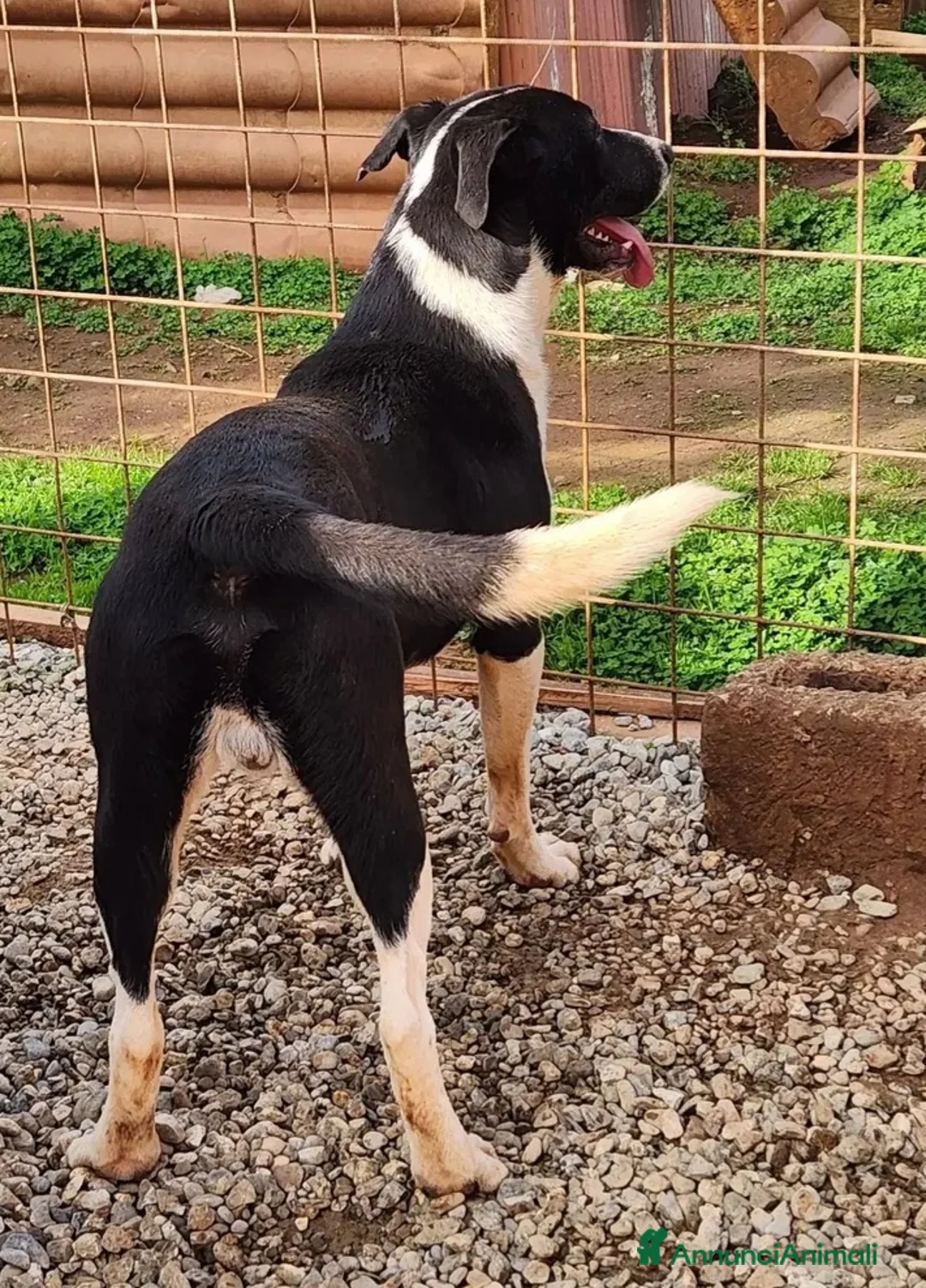 Meticcio cani in regalo: Drago e Lara mix Pitbull 9mesi COSENZA SOS CASA - Annuncio 2