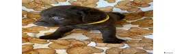 Labrador cani in vendita: Cuccioli Labrador Retriever Chocolate - Annuncio 14